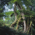 Maits Rest big tree